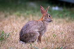 Photos Lapin